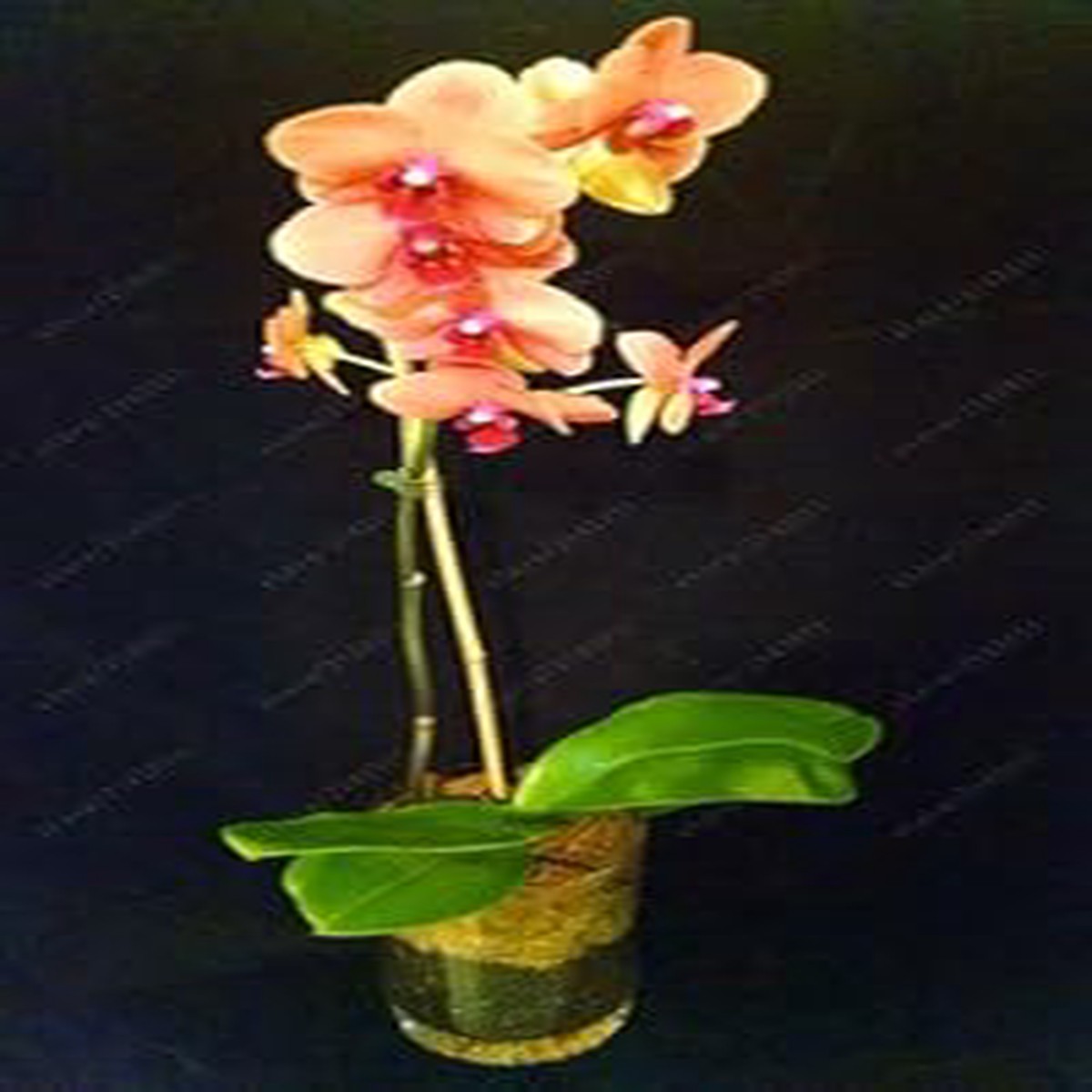 Orange Mini Orchid Flower seeds for Planting - Seasonal Bloomer, Heirloom & GMO Free Seeds for Home Garden