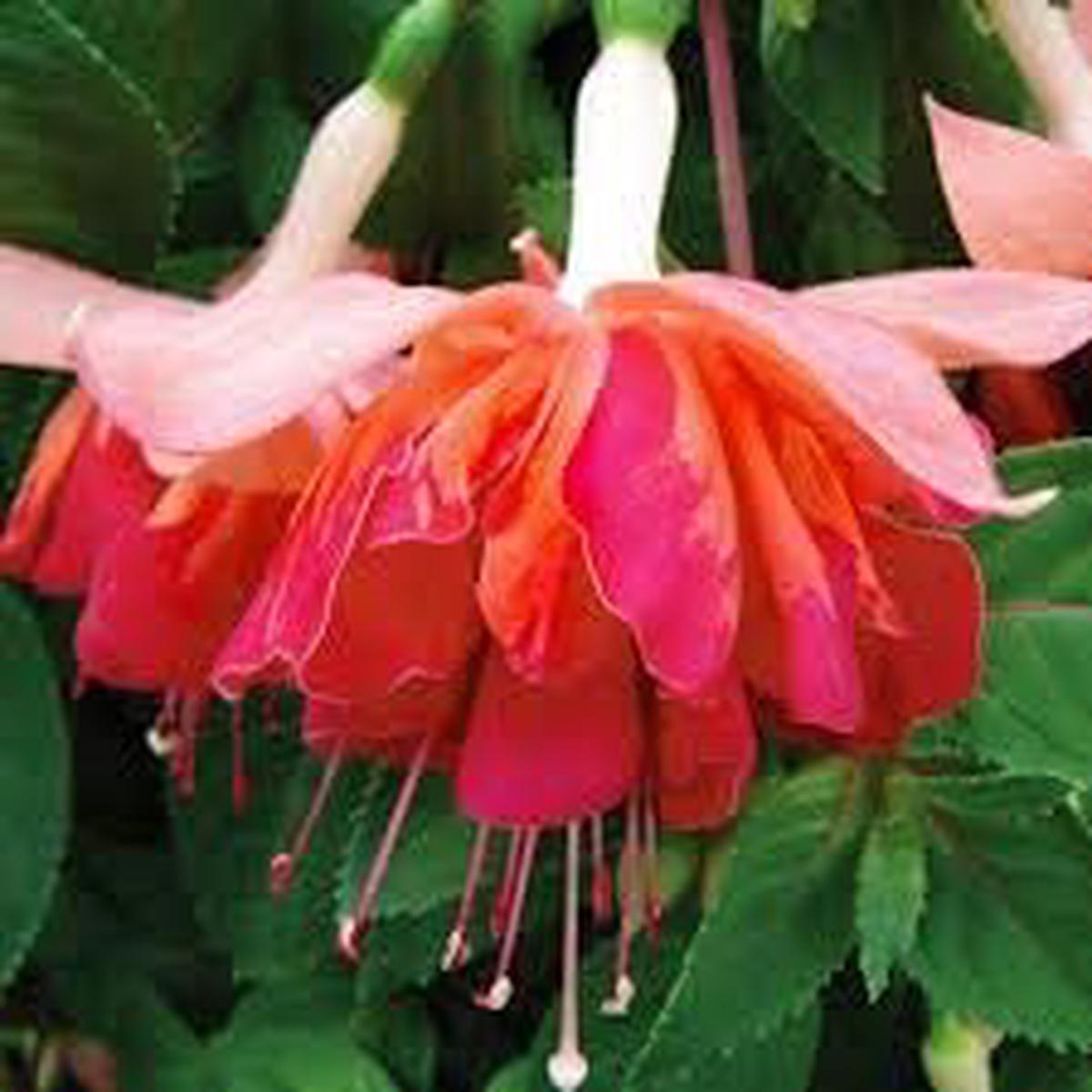 Orange Mix Fuchsia Flower Seeds for Planting Heirloom Non-GMO, High Germination Organic Garden Seeds