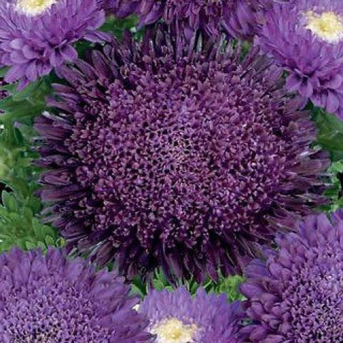 Organic Chrysanthemum Deep Purple Flower Seeds for Planting Heirloom, Non-GMO