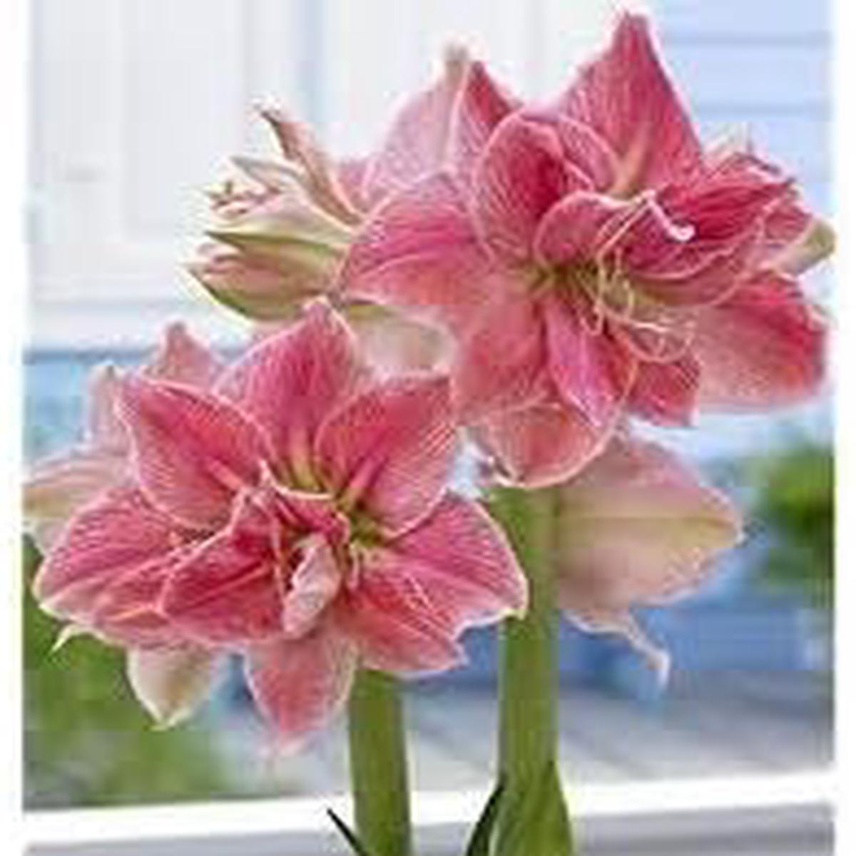 Organic Dark Pink Amaryllis Barbados Flower Seeds for Planting Heirloom, Non-GMO, High Germination Garden Seeds