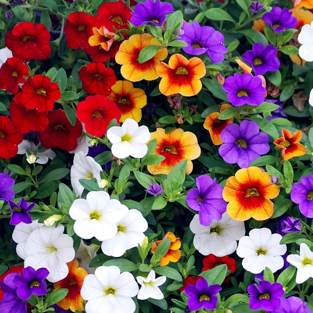 Organic Heirloom Mixed Calibrachoa Flower Non Gmo Vibrant Planting Flower Seeds Home Garden