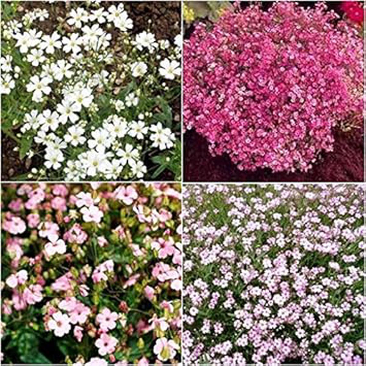 Organic Mixed Gypsophila Paniculata Flower Seeds for Planting Heirloom, Non-GMO, High Germination Garden Seeds