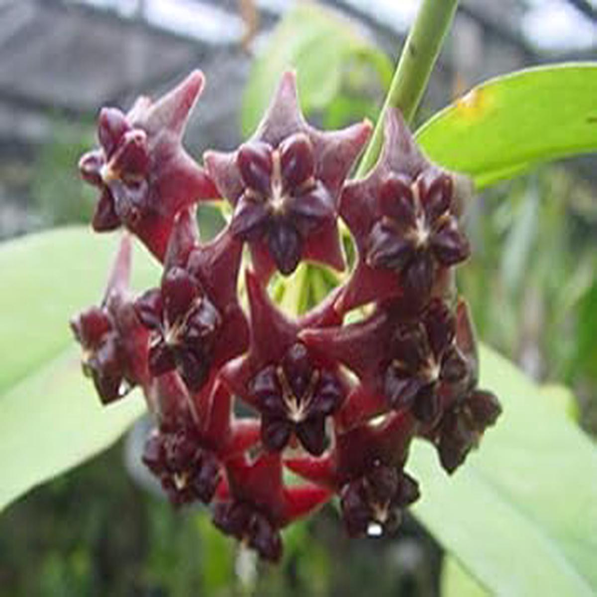 Organic Red Purple Hoya Carnosa Flower Seeds for Planting  Heirloom, Non-GMO, High Germination Garden Seeds