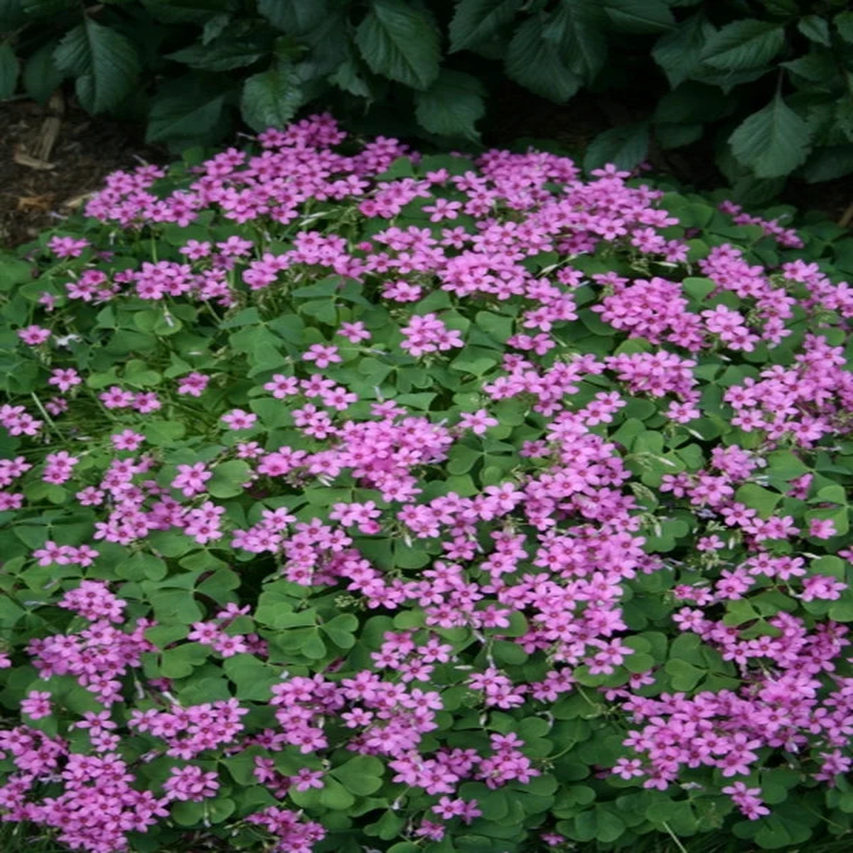 Oxalis Spring Flower Seeds for Planting  Heirloom, Non-GMO, High Germination Organic Garden Seeds