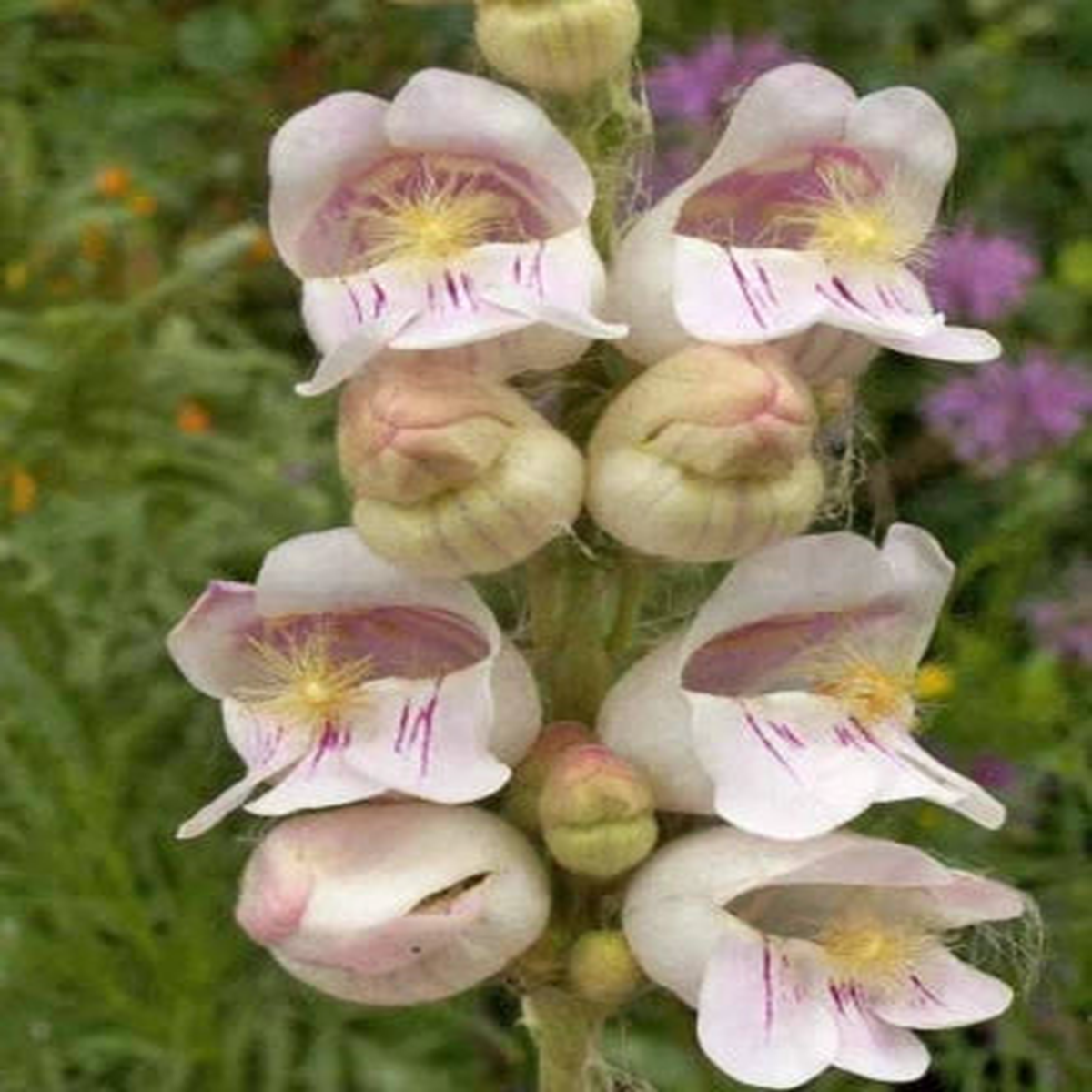 Penstemon PALMER'S Perennial Scented Hummingbirds & Bees USA Non-GMO  Heirloom