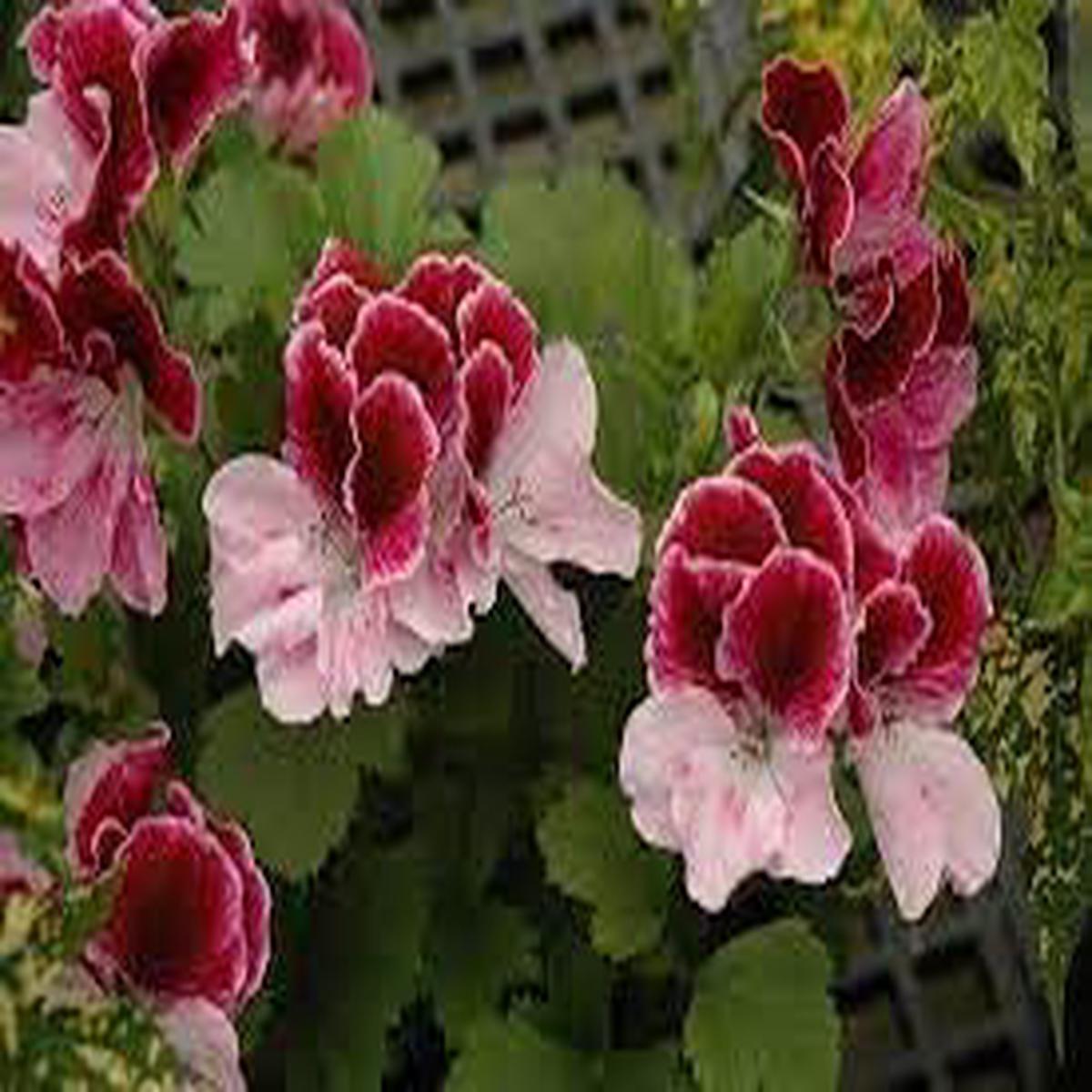 Perennial Flower Seeds Heirloom Non GMO Planting