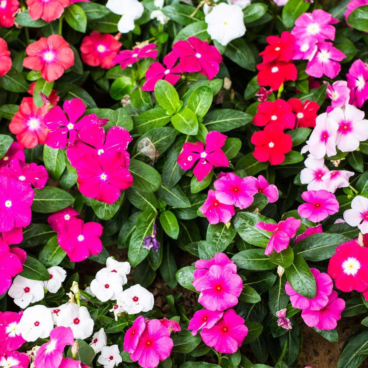Periwinkle Flower seeds for Planting - Seasonal Bloomer, Heirloom & GMO Free Seeds for Home Garden