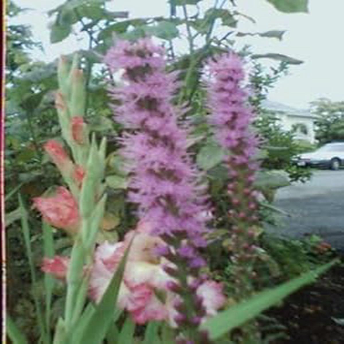 Pink Blazing Stars Flower seeds for Planting - Wildflower Mix, Heirloom & GMO Free Seeds for Home Garden