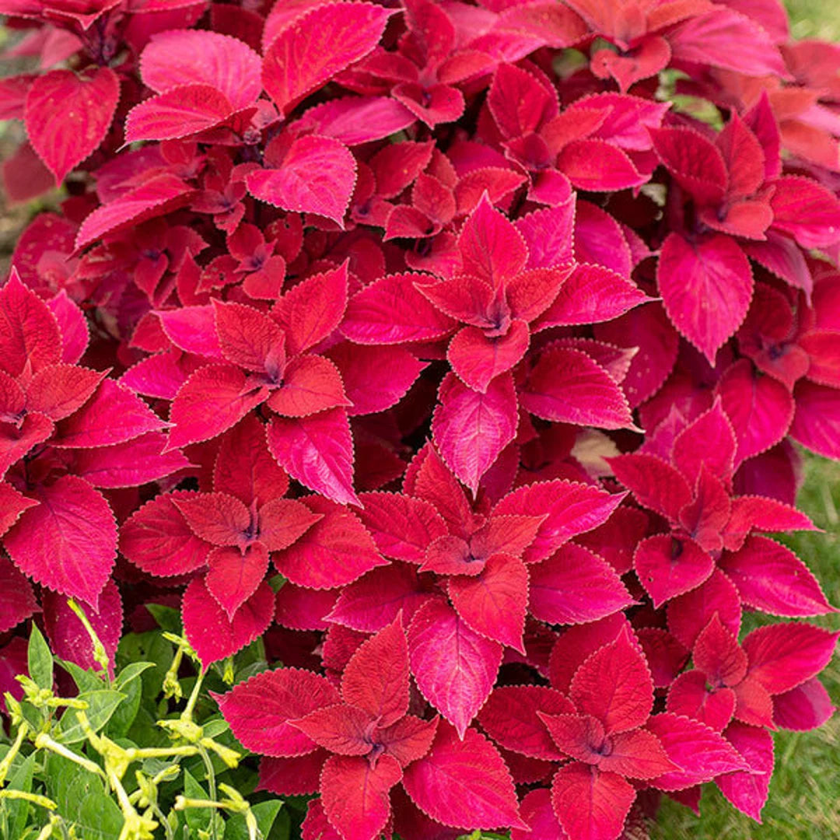 Pink Coleus Plant Seeds for Planting Heirloom & Non-GMO Organic Garden Seeds, High Germination