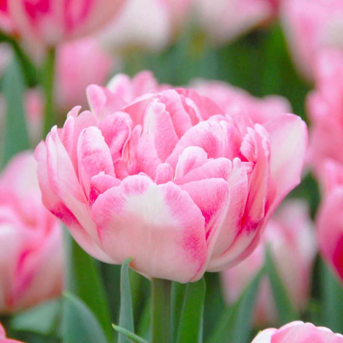 Pink Double Tulip Flower Seeds for Planting  Heirloom, Non-GMO, Beautiful Blooms