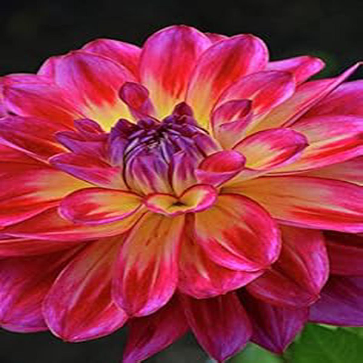 Pink Mix Two-Color Dahlia Seeds for Planting  Heirloom, Organic, Non-GMO, High Germination Garden Flower Seeds