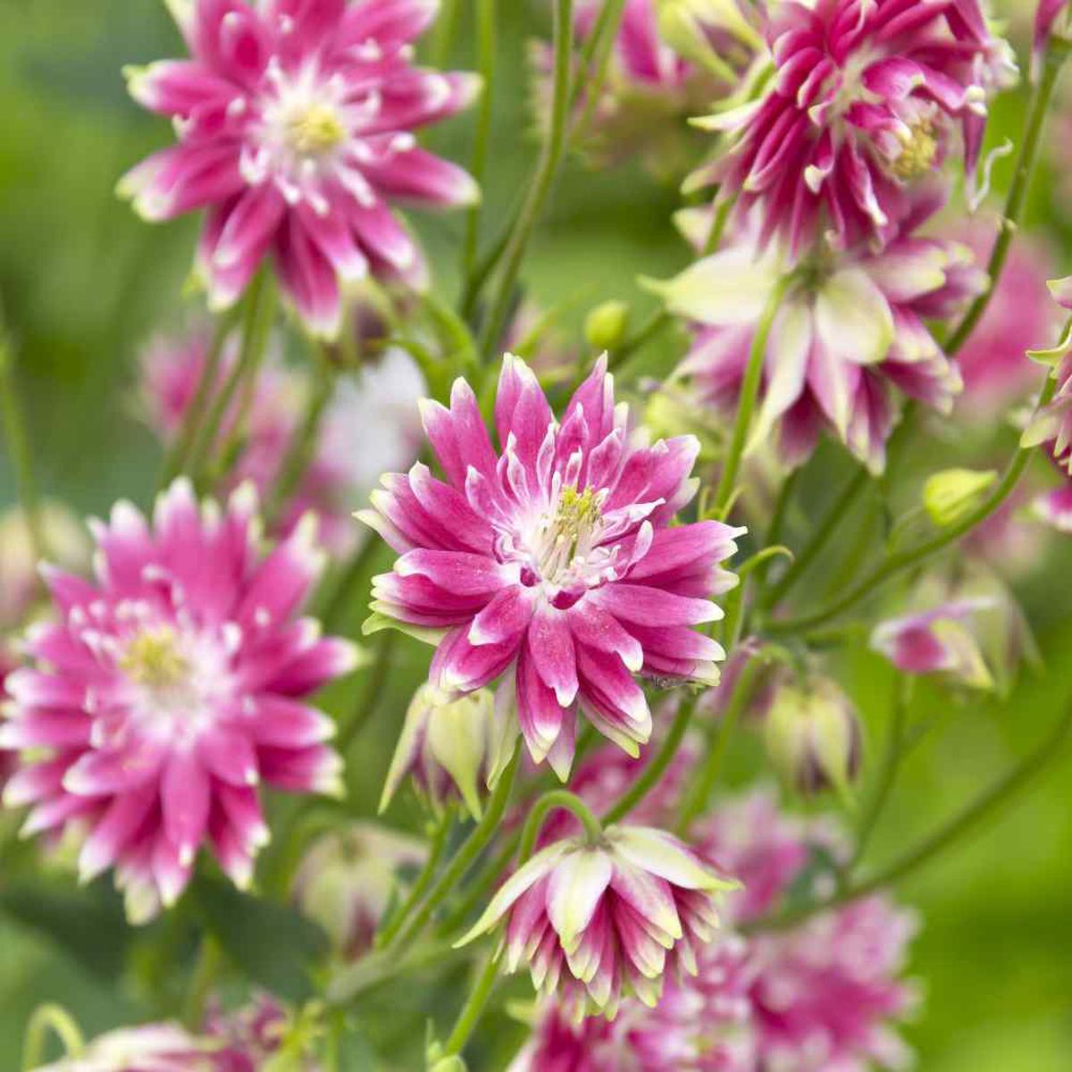Pink Nora Barlo Flower seeds for Planting Wildflower Mix Heirloom & GMO Free Seeds for Home Garden   Sale