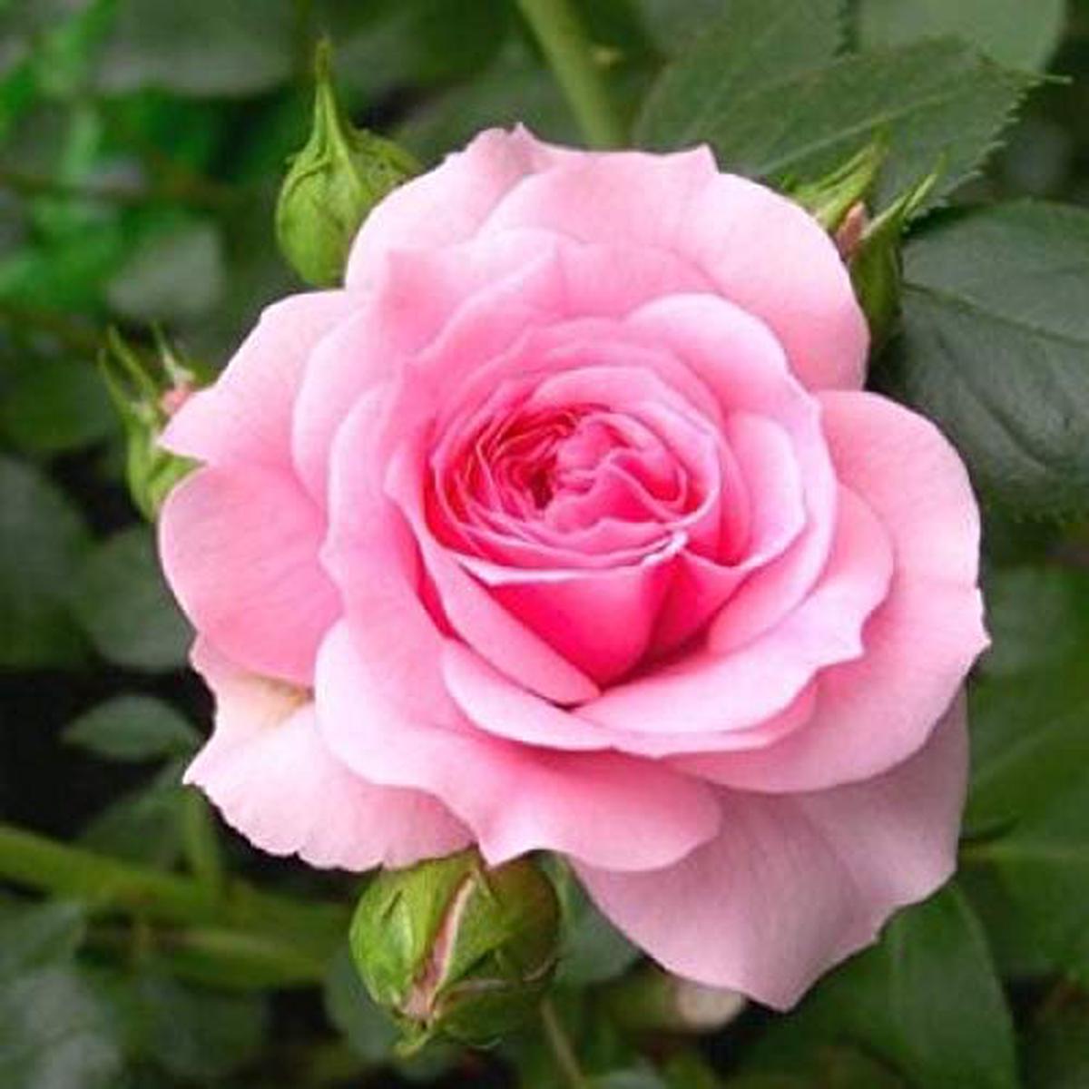 Pink Rose Flower seeds for Planting Cottage Garden Essential Heirloom & GMO Free Seeds for Home Garden   Sale
