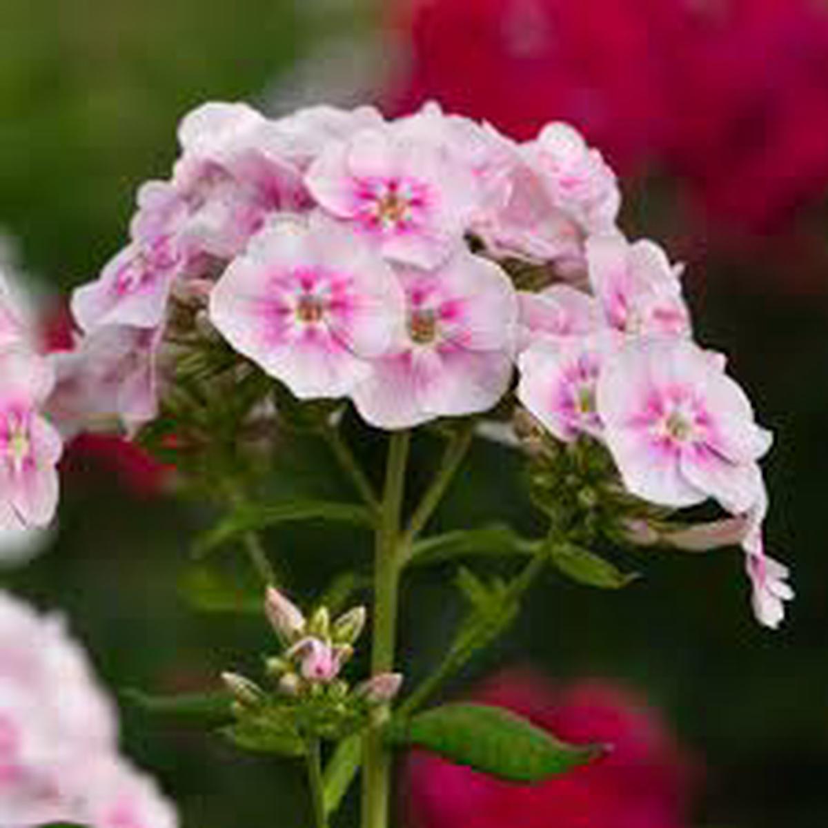 Pink & White Phlox Flower Seeds for Planting Heirloom, Non-GMO, Cutting Flowers, Easy to Grow
