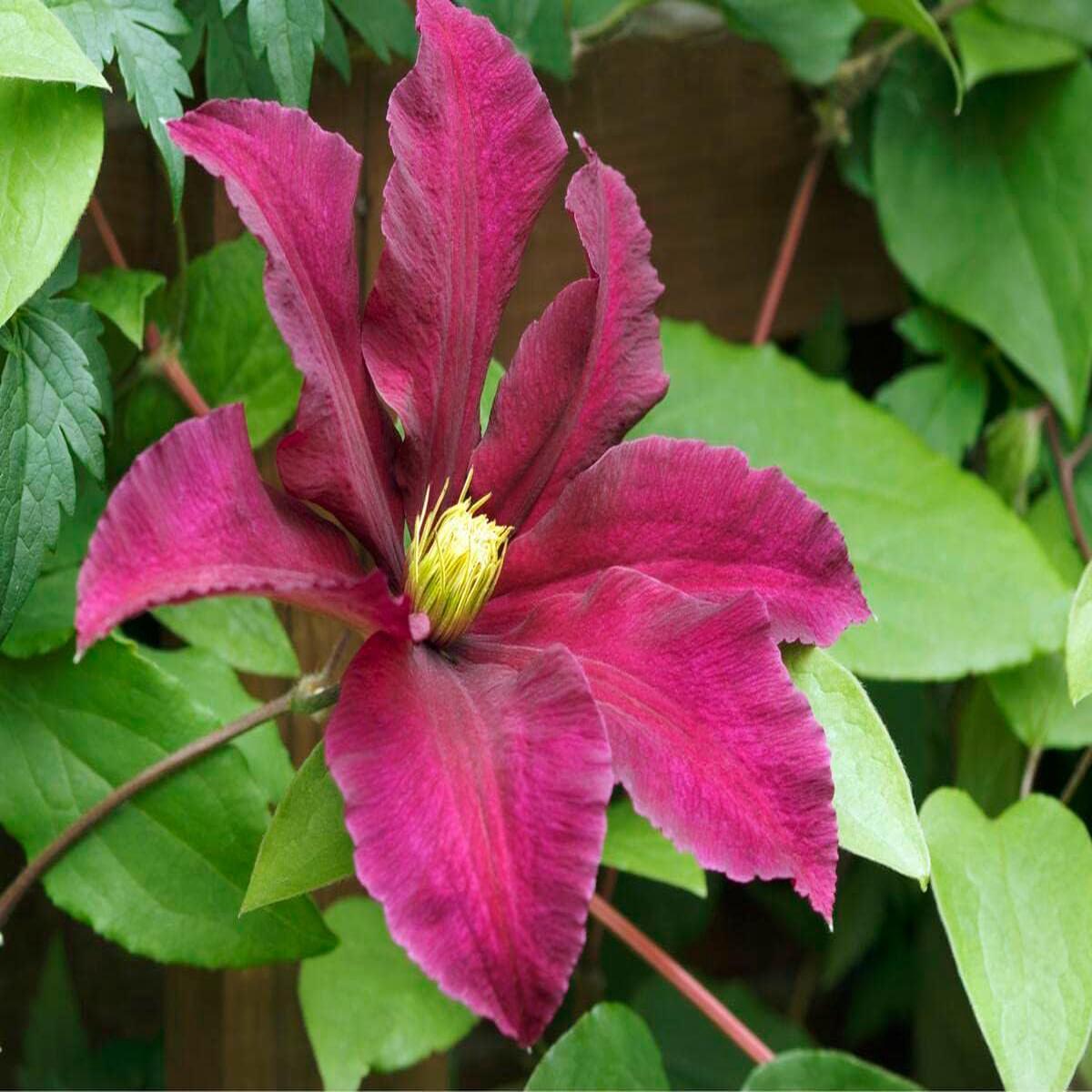 Pink Yellow Clematis Flower seeds for Planting - Colorful Display, Heirloom & GMO Free Seeds for Home Garden, 100pcs