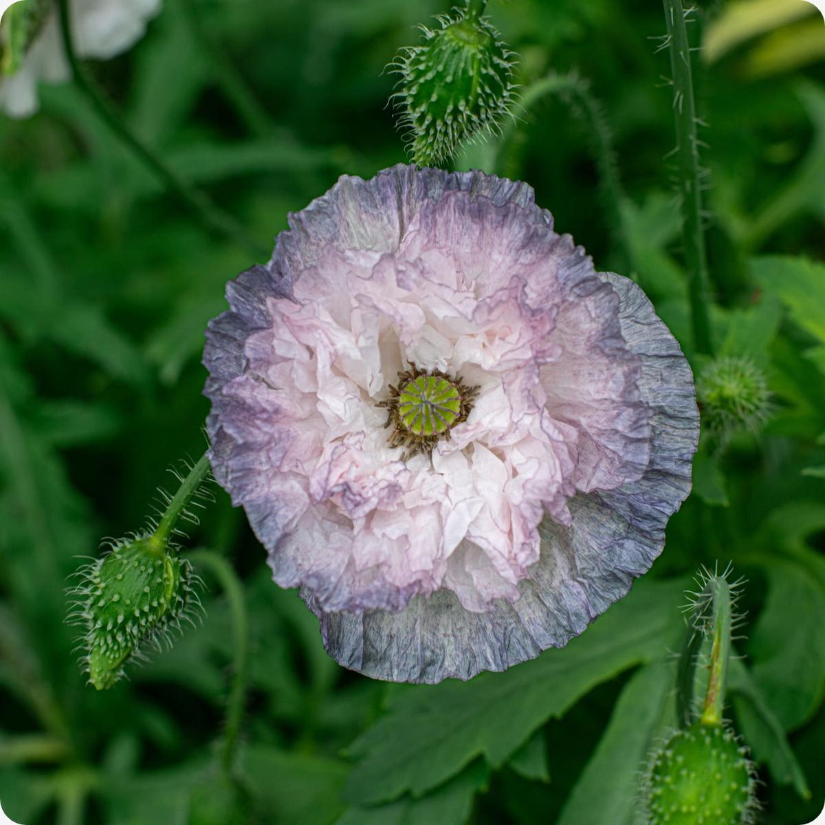 Poppy Seeds - Amazing Grey