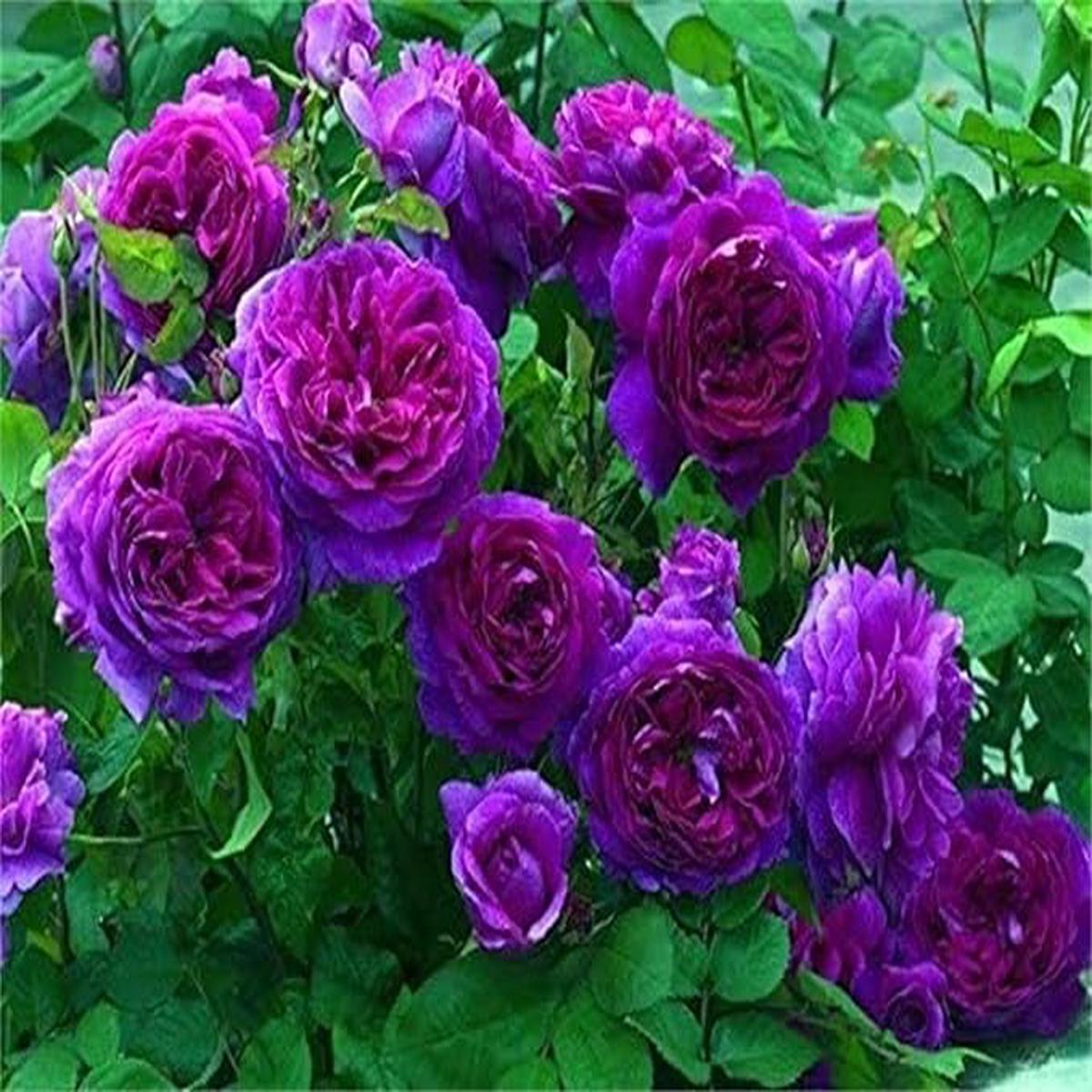 Purple Climbing Rose Seeds for Elegant, Twisting Vines
