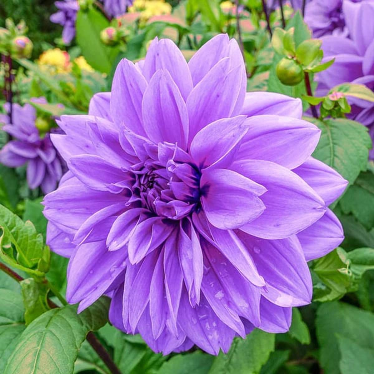 Purple Dahlia Flower Seeds for Planting  Heirloom, Non-GMO, High Germination Organic Garden Seeds
