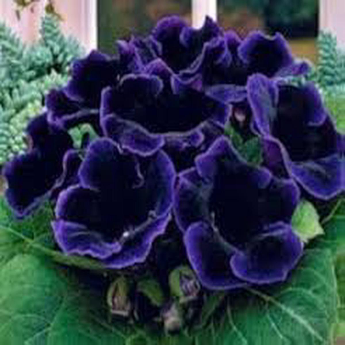 Purple Gloxinia Flower Seeds for Planting Sun Loving, Heirloom, Non-GMO, High Germination