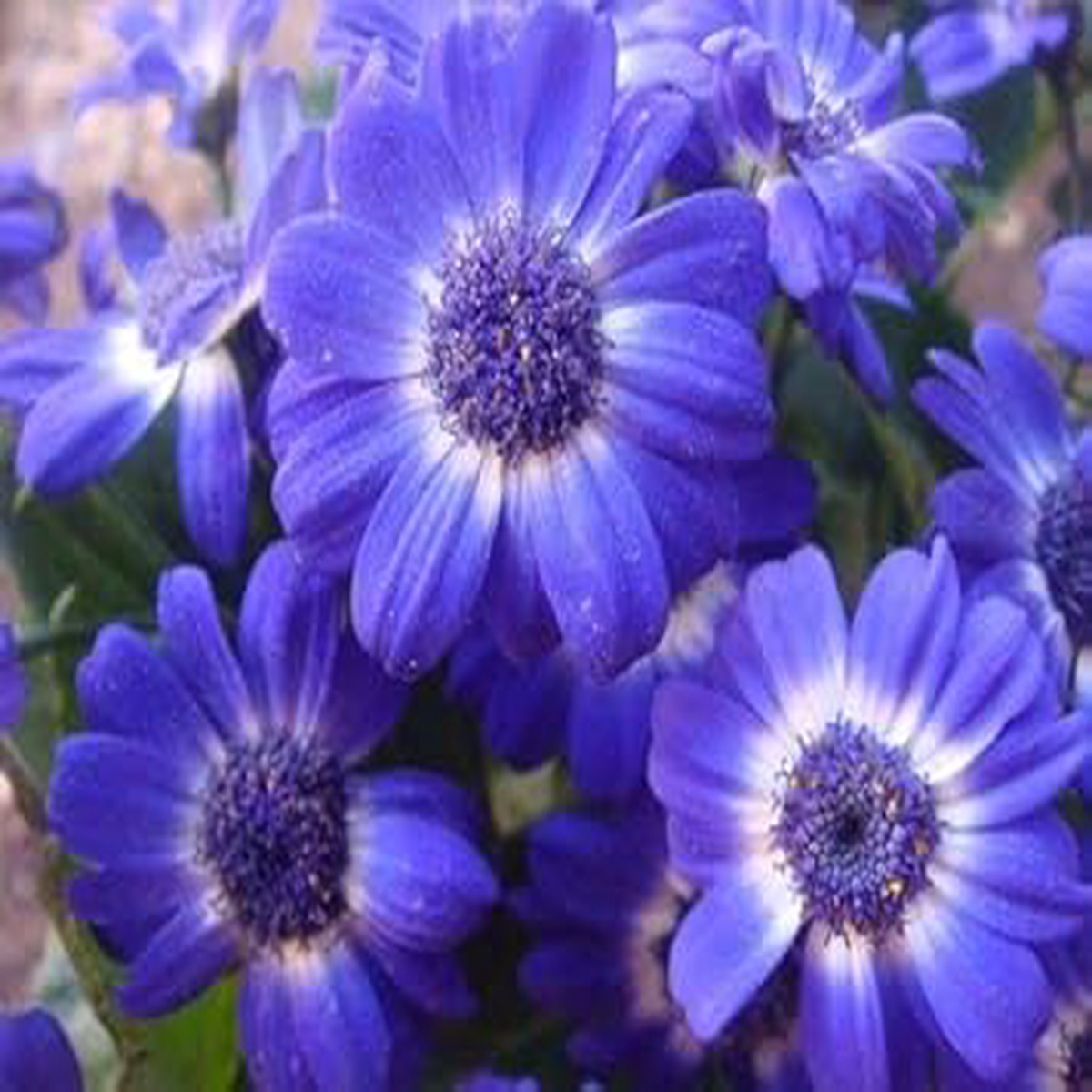 Purple Iberidifolia Flower Seeds for Garden Non-GMO, Heirloom, High Germination Seeds
