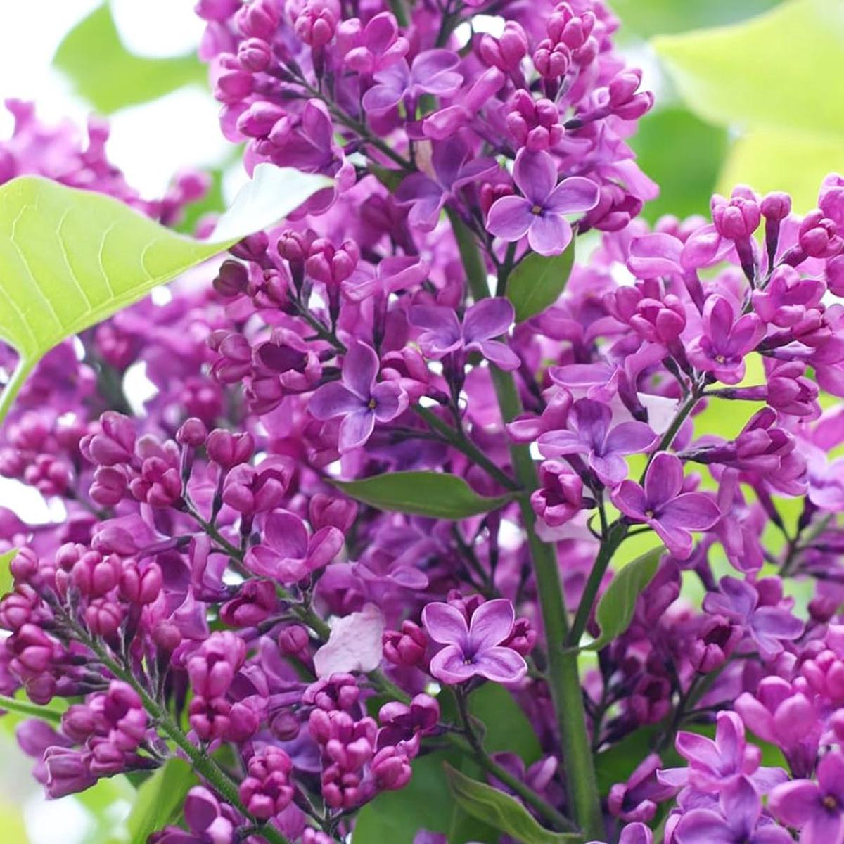 Purple Lilac Flower Seeds for Planting  Heirloom, Non-GMO, Fragrant, Perennial