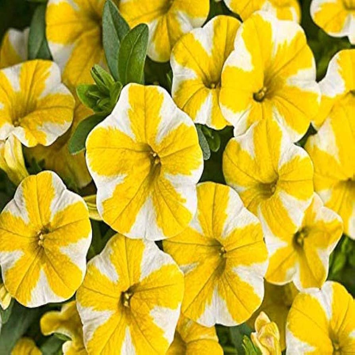 Purple Petunia Lemon Slice Superbells Calibrachoa Plant Flower Seeds for Home Garden Planting,