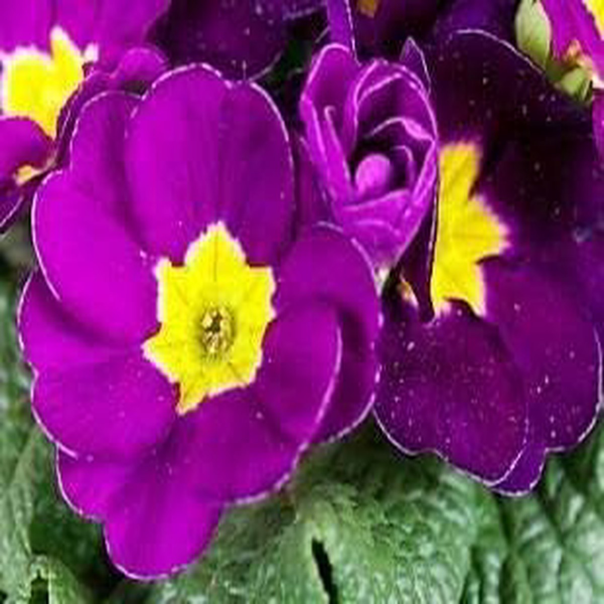 Purple Primula Autumn Bloom Seeds for Garden Planting Heirloom Non-GMO High Germination Organic Garden Seeds