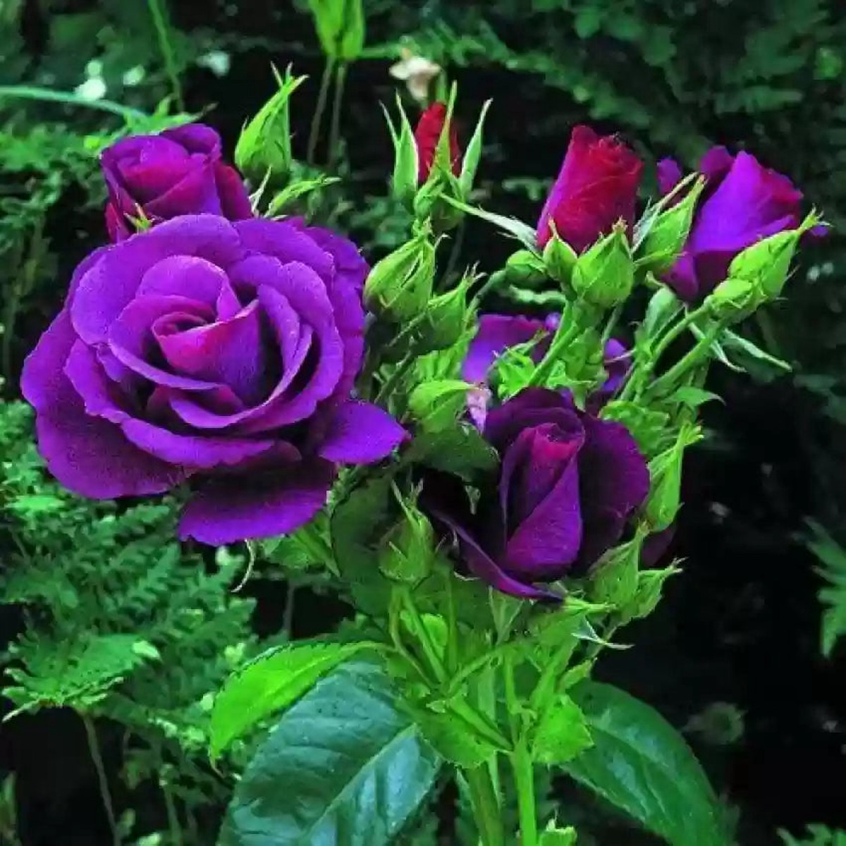 Purple Rose Heirloom Non-GMO Seeds for Planting Organic, High Germination Flower Seeds