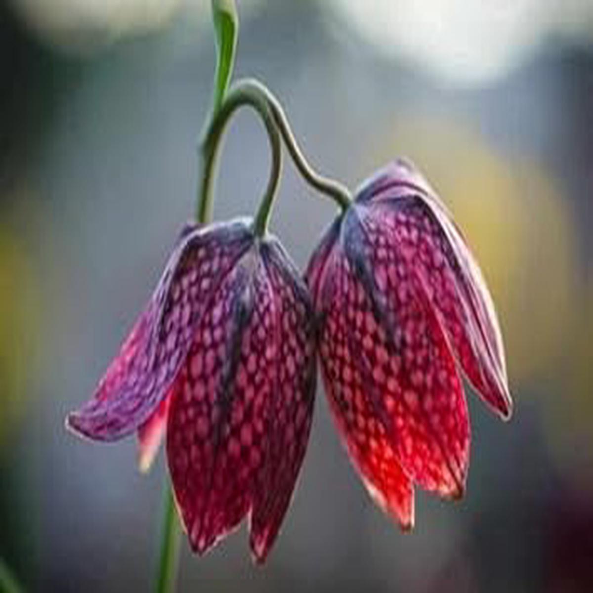 Rainbow Narcissus Flower Seeds Shade Tolerant Heirloom NonGMO Seeds for Home Garden Sale
