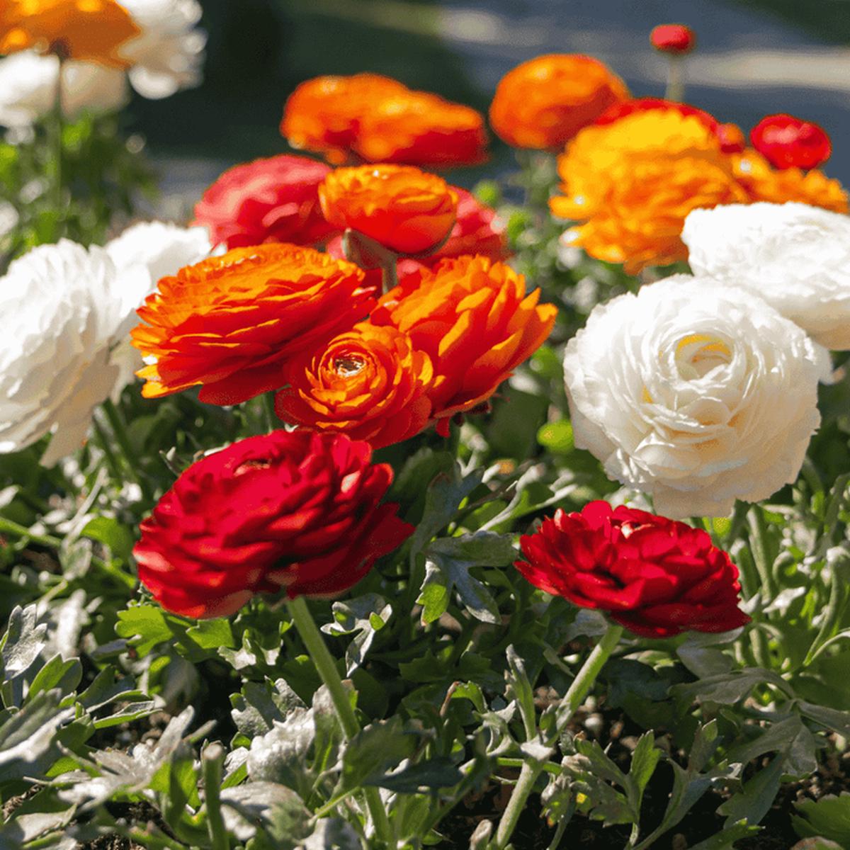 Ranunculus Flower seeds for Planting Premium Quality Heirloom & GMO Free Seeds for Home Garden