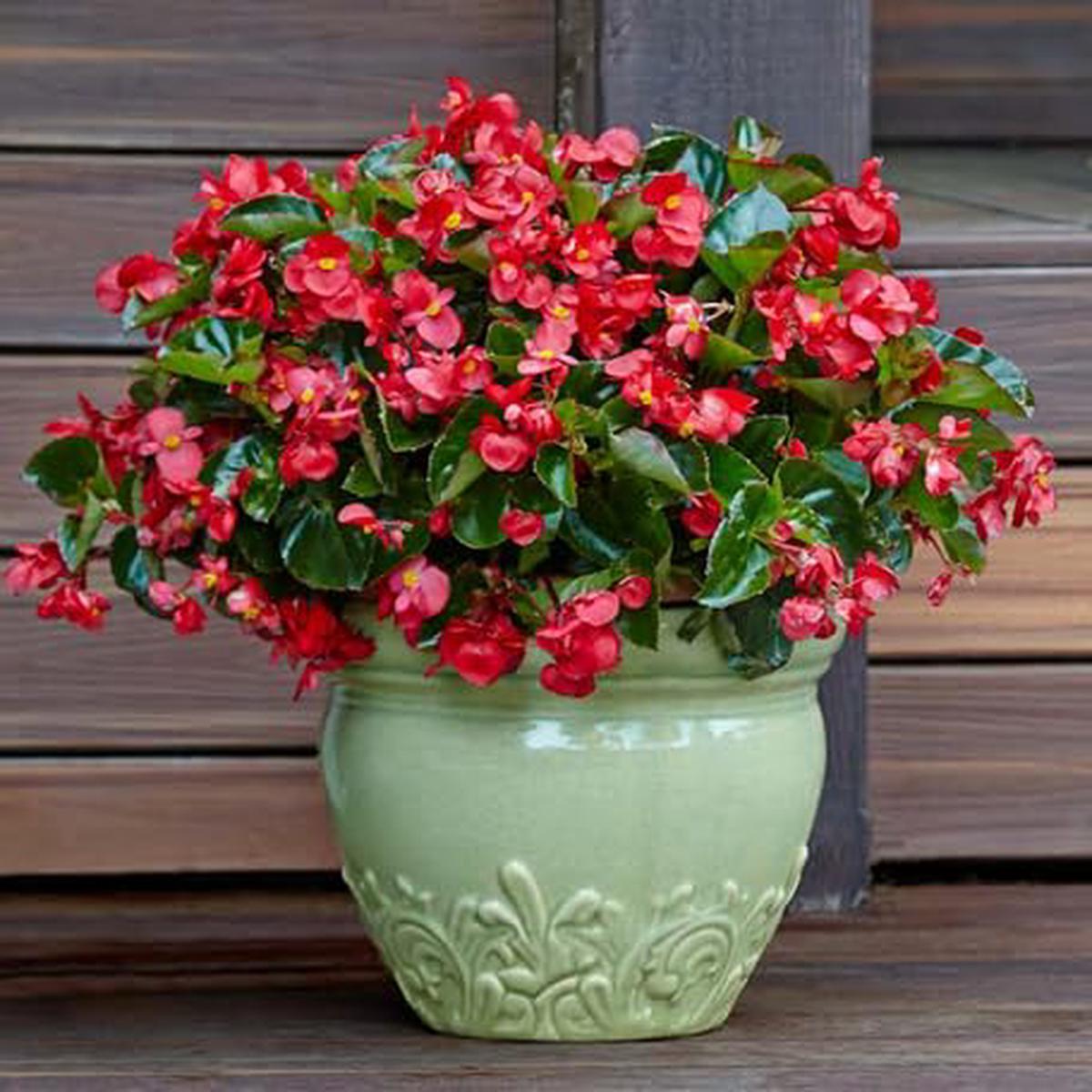 Red Begonia Flower - Heirloom, Non - Gmo Seeds