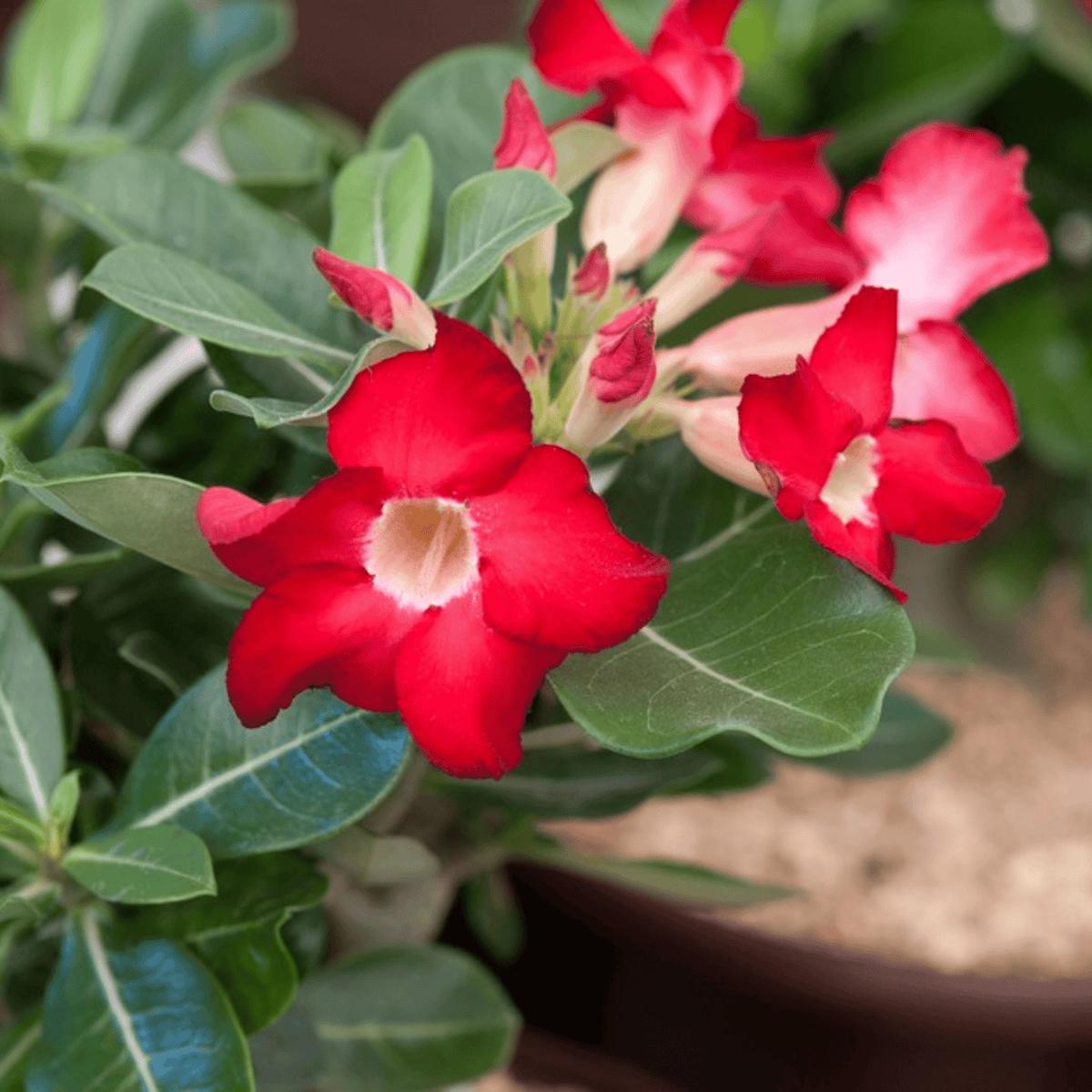 Red Desert Rose Flower Seeds for Planting Heirloom, Non-GMO, Easy to Grow, Drought-Tolerant