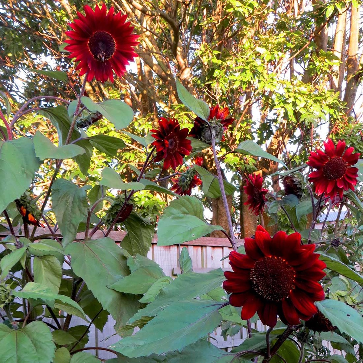 Red Helianthus Sunflower Flower Garden Heirloom Flower Seeds for Home Garden Planting, Fragrant