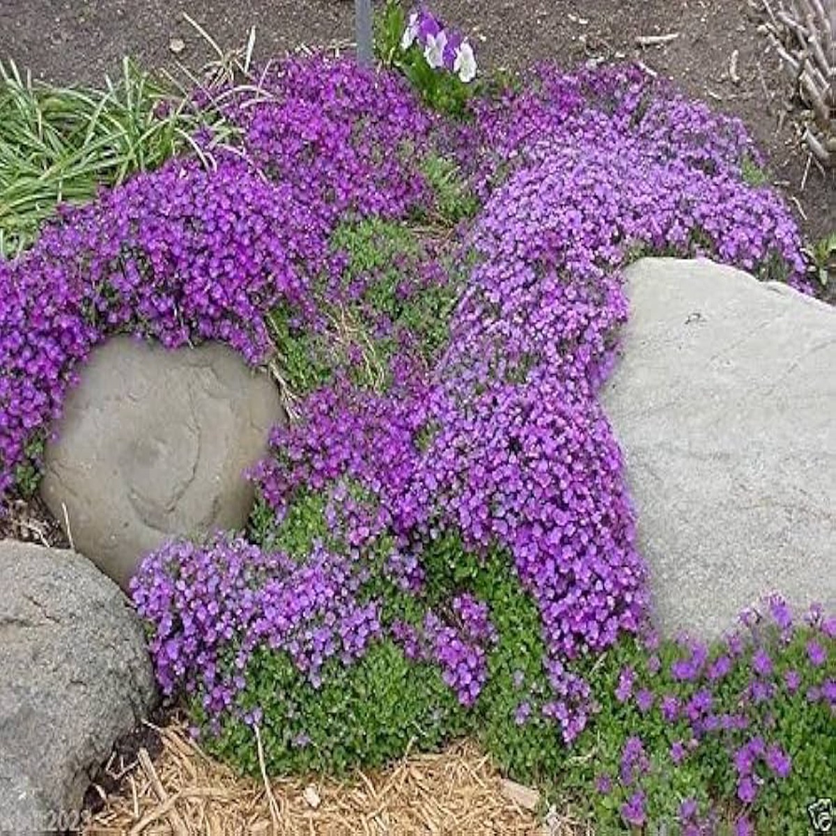 Red Red Aubrieta Cascade Flower Fresh Planting Aubrieta Cascade Flowers Flower Seeds Home
