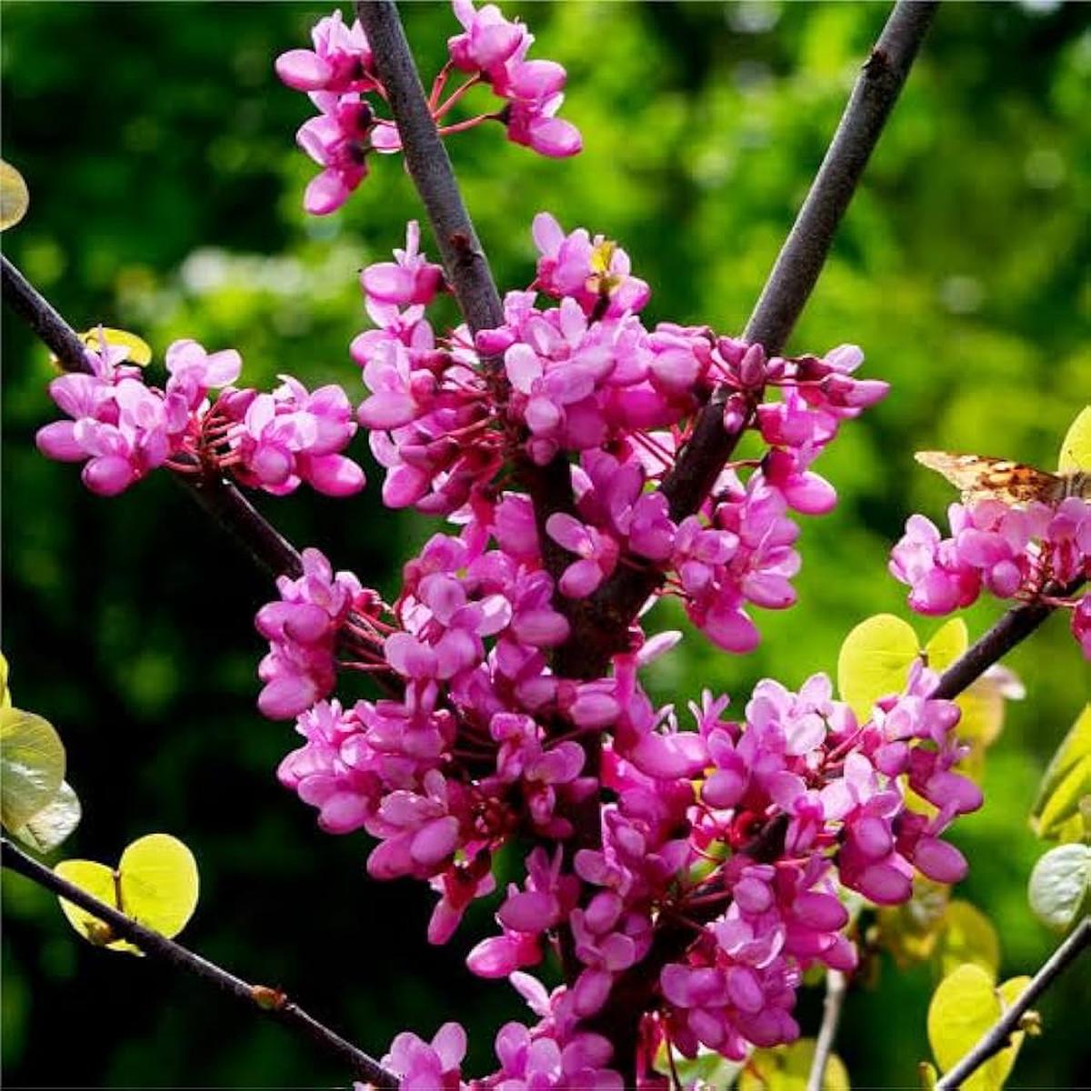 Redbud Flower seeds for Planting Fragrant Blossoms Heirloom & GMO Free Seeds for Home Garden