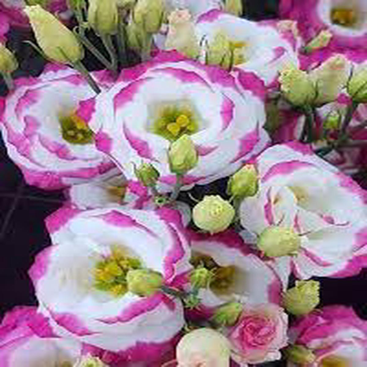 Sapphire Pink Eustoma (Lisianthus) Flower seeds for Planting Easy to Grow Heirloom & GMO Free Seeds for Home Garden Sale