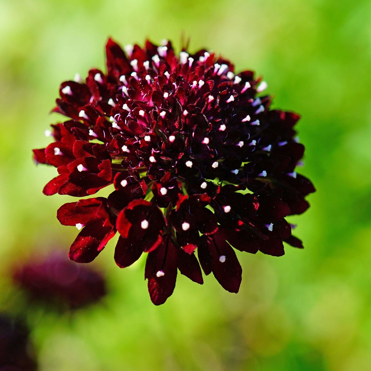 Scabiosa Pincushion Mixed Colors Perennial Flower Flower Seeds for Home Garden Planting, Vibrant