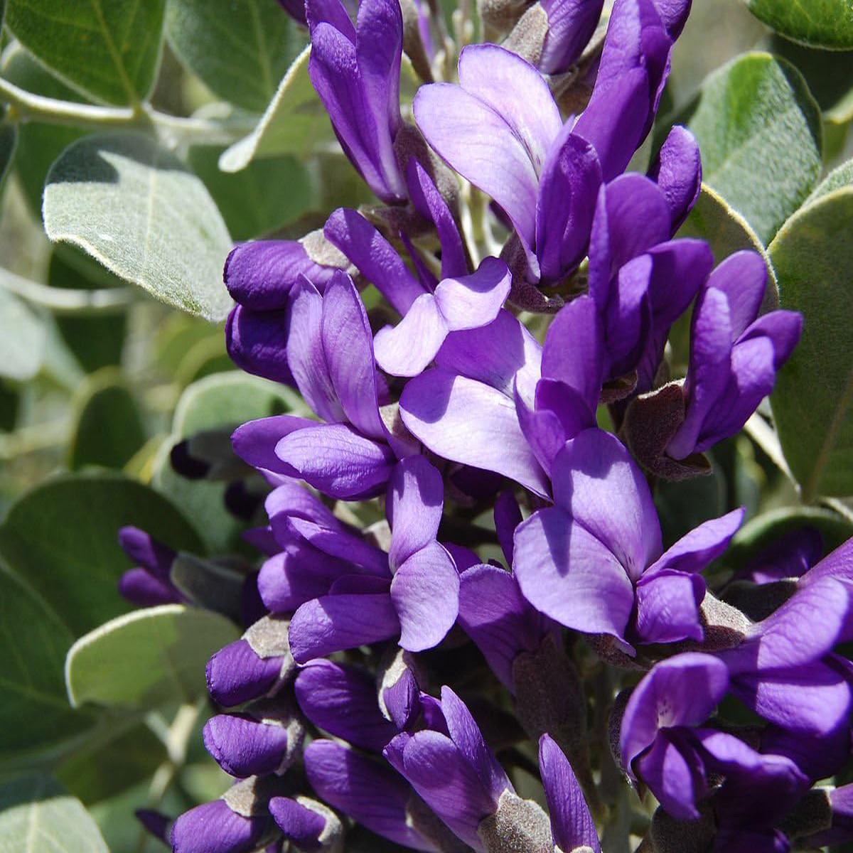 Secundiflora Flower Seeds for Planting Drought Tolerant, Heirloom, Non-GMO, High Germination