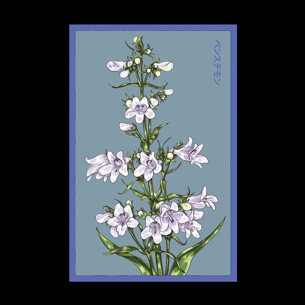 Shido Seeds Foxglove Beard Tongue Flower
