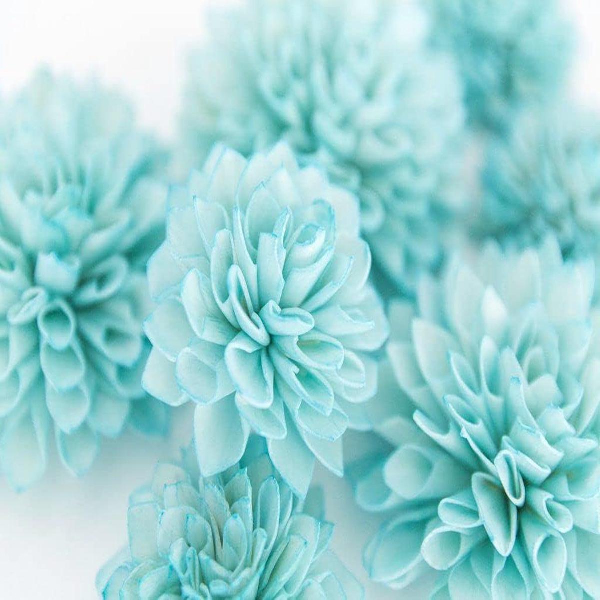 Sky Blue White Chrysanthemum Seeds Heirloom, Non-GMO Flower Seeds for Garden Planting
