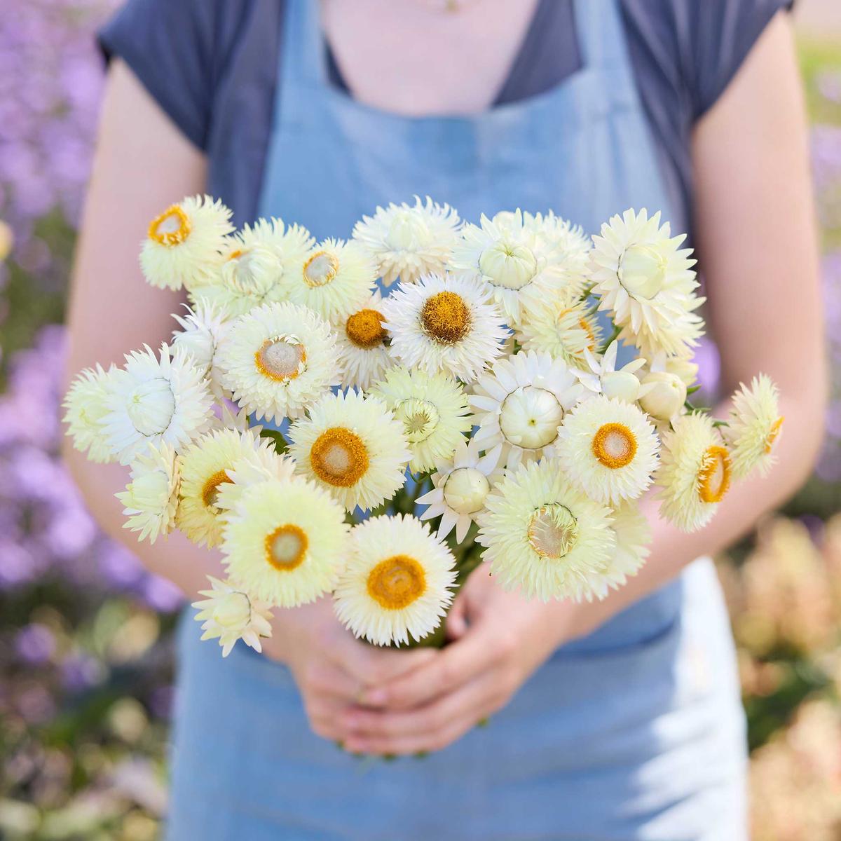 Strawflower Seeds - King Size Frosted Sulphur