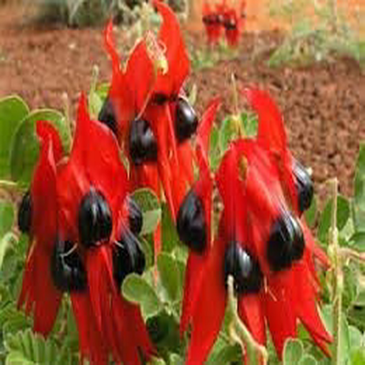 Sturt's Desert Pea Plant Seeds for Planting Non-GMO, High Germination Heirloom Seeds for Unique Flower Gardens