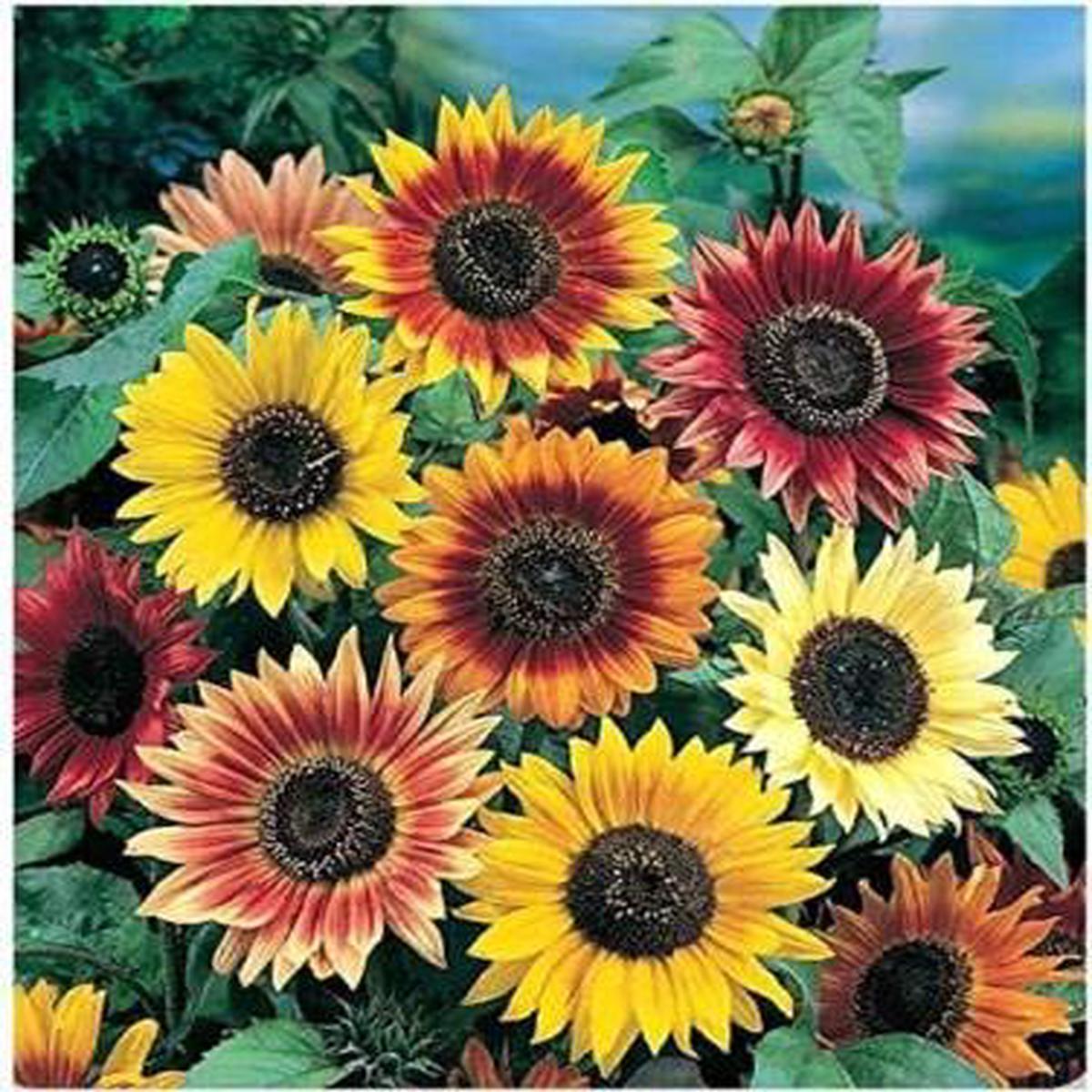 Sunflower Seeds for Planting Multi-Coloured  Heirloom, Non-GMO, High Germination Organic Garden Seeds