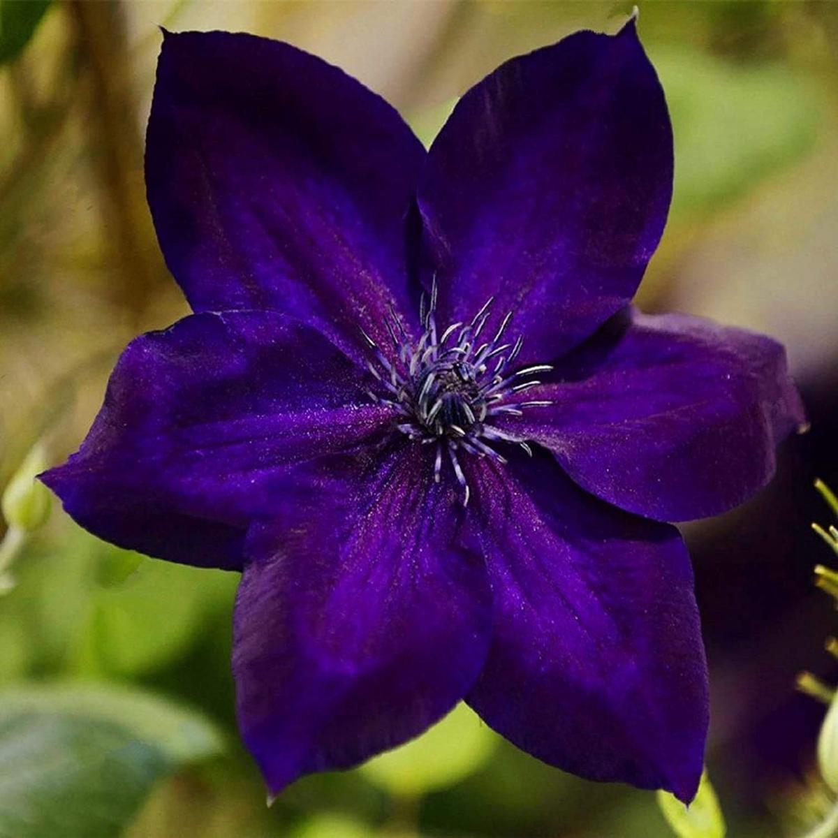Sweet Clematis For Planting Clematis Terniflora For Trellis Gardens And Fences Flower Seeds for