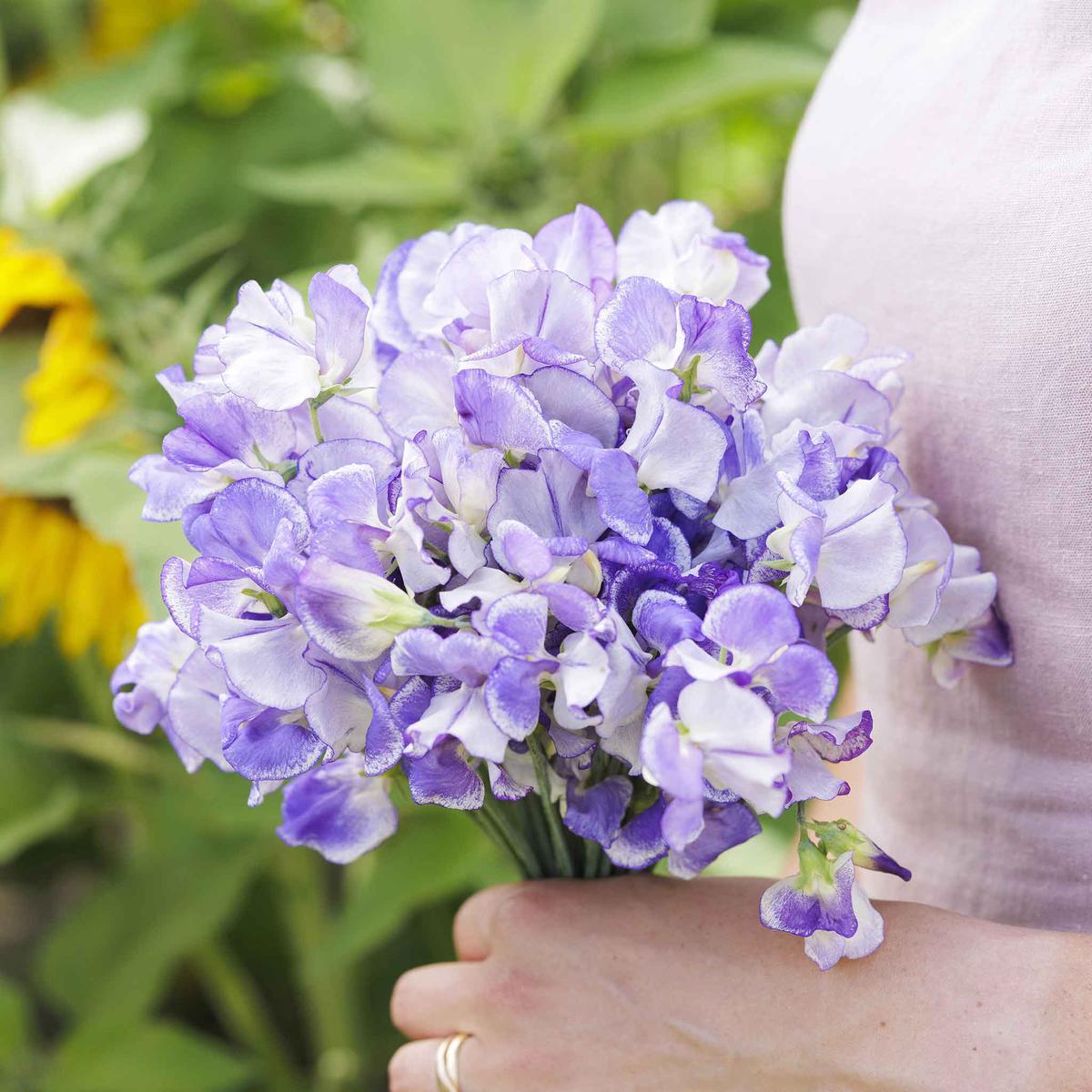 Sweet Pea Seeds - Blue Ripple