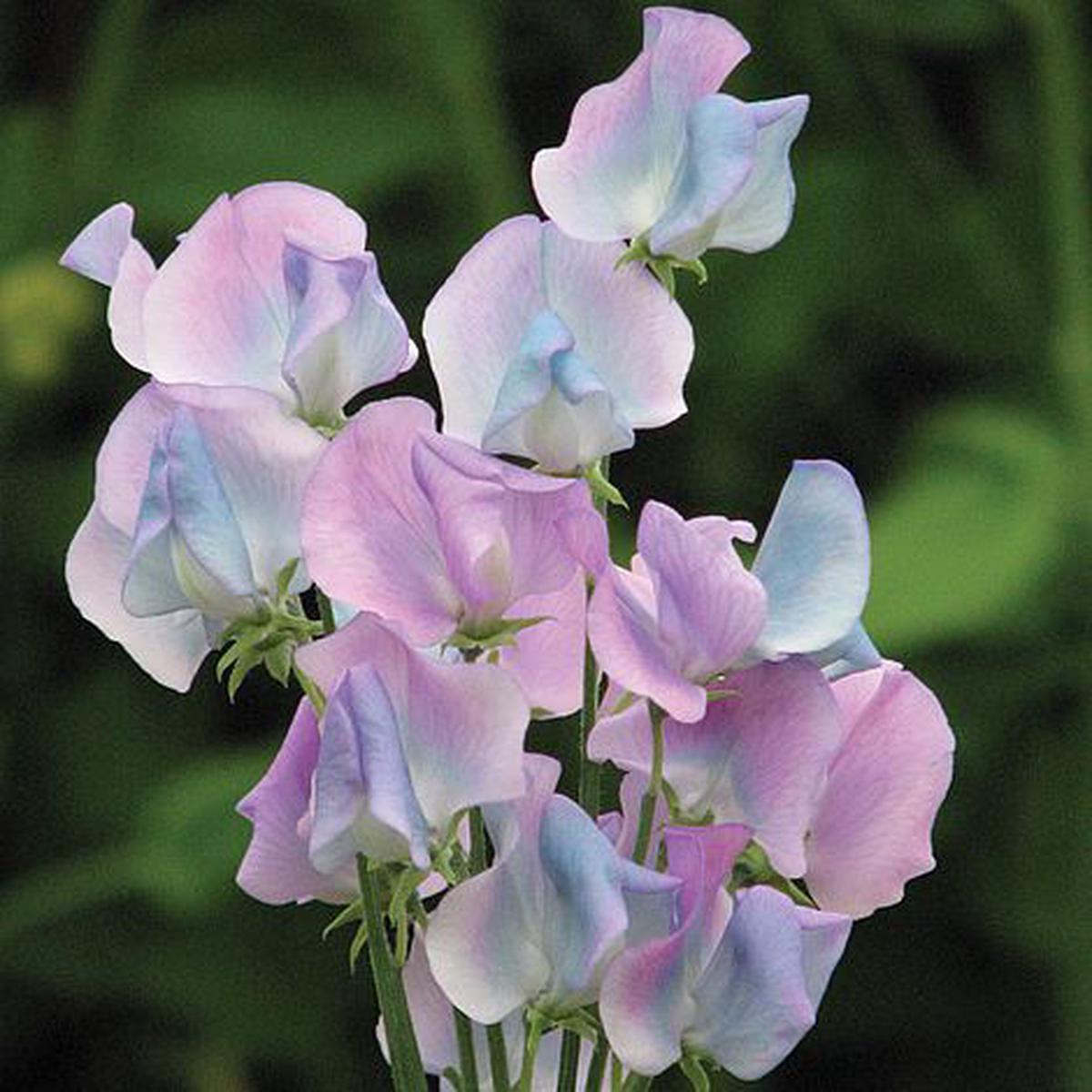 Sweet Pea 'Turquoise Lagoon' Flower Seeds for Planting  Fragrant Heirloom & Non-GMO Garden Seeds for Planting