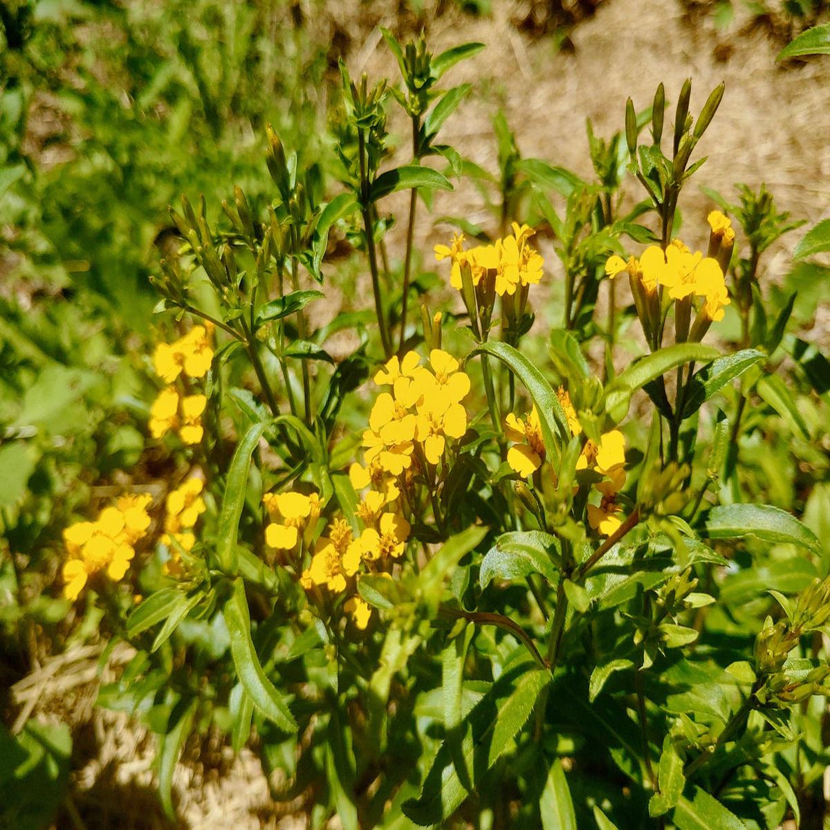 Tagetes Lucida Flower seeds for Planting - Cut Flower Favorite, Heirloom & GMO Free Seeds for Home Garden
