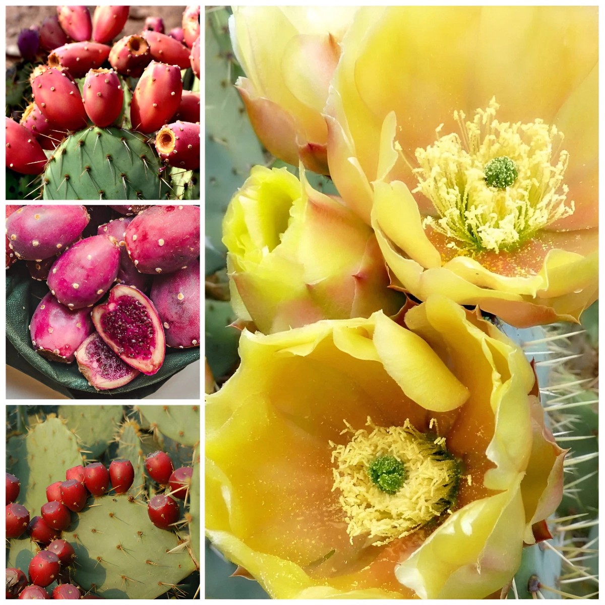 Texas Red Prickly Pear Cactus Seeds Opuntia engelmannii var lindheimeri Heirloom, Non-GMO, High Germination Organic Garden Seeds