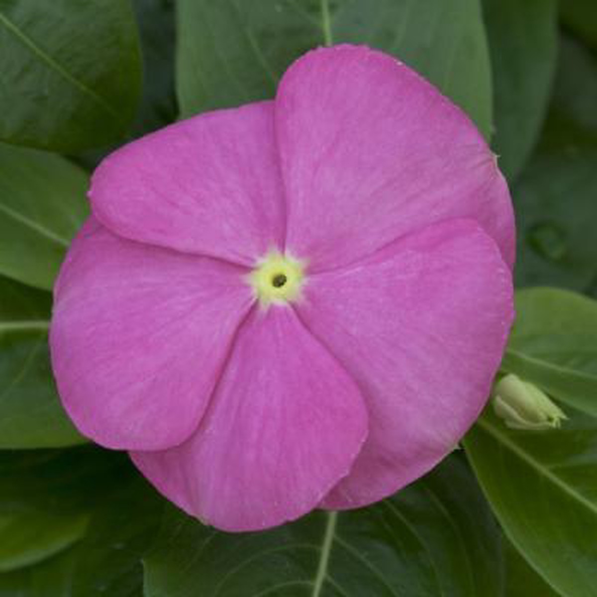 Vinca Sunstorm Deep Pink Imported Heirloom, Non-GMO, High Germination Organic Garden Seeds