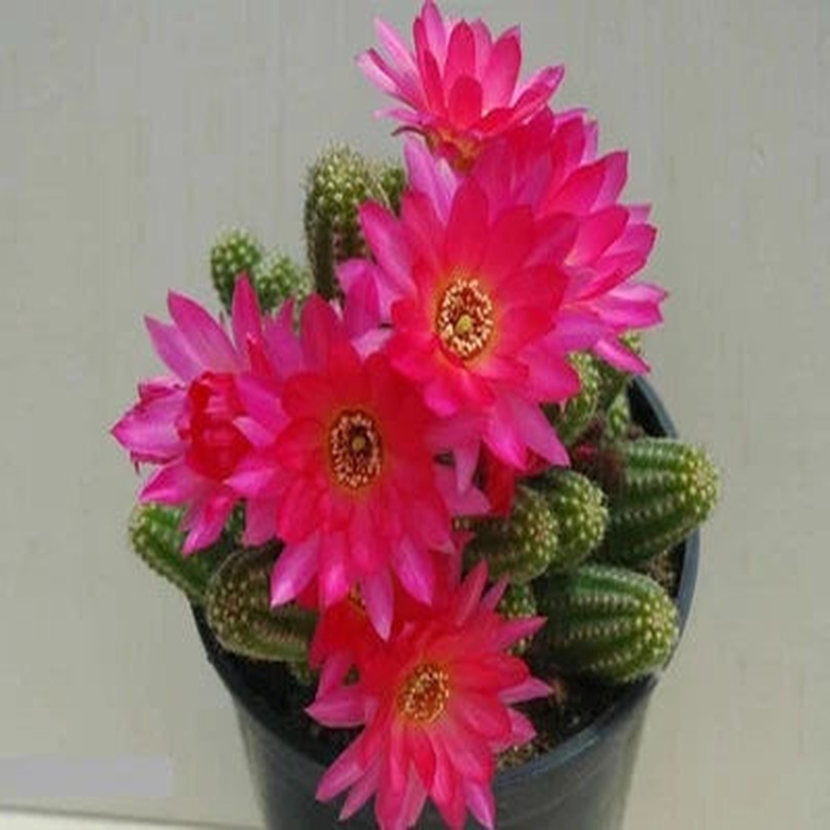 Violet Chamaelobivia Peanut Cactus Cactus Planting Heirloom Non Gmo Fragrant Climbing Annual